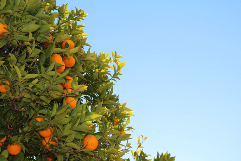 oranges-and-vitamin-c-w
