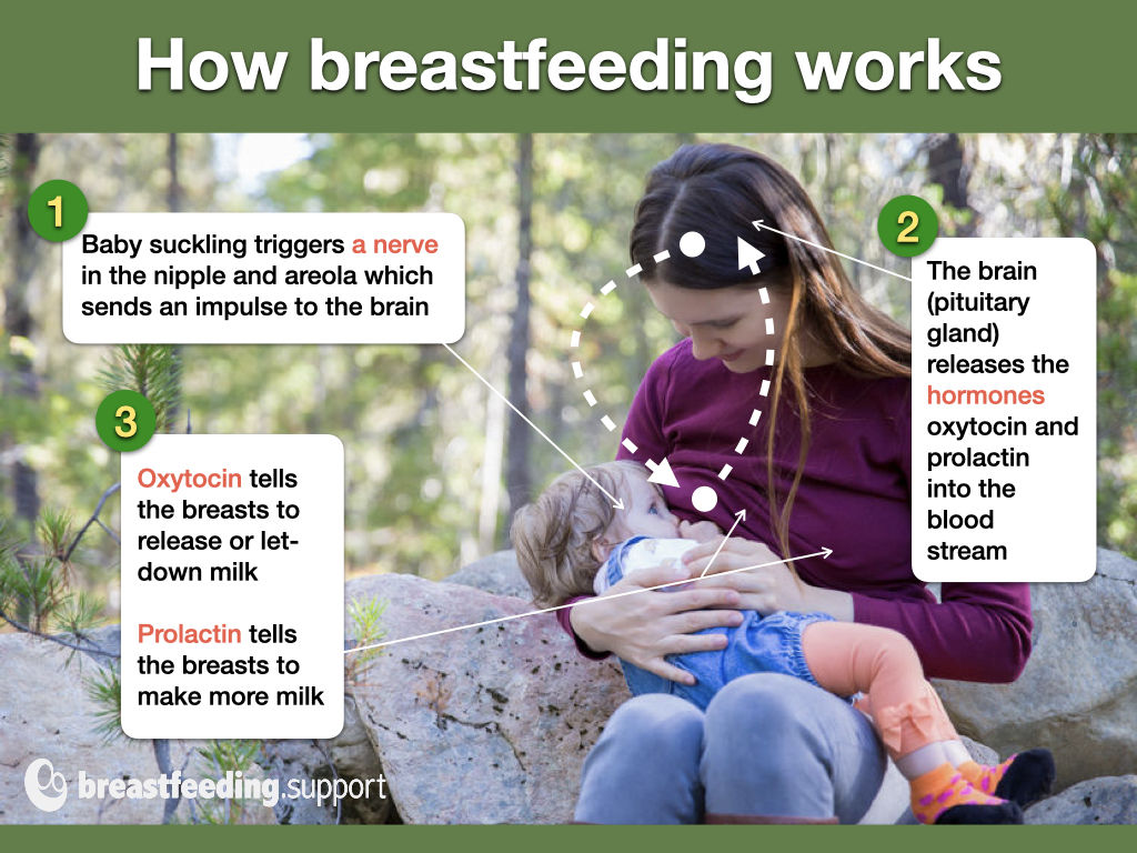 Graphic representation of the neurohormonal reflex of breastfeeding