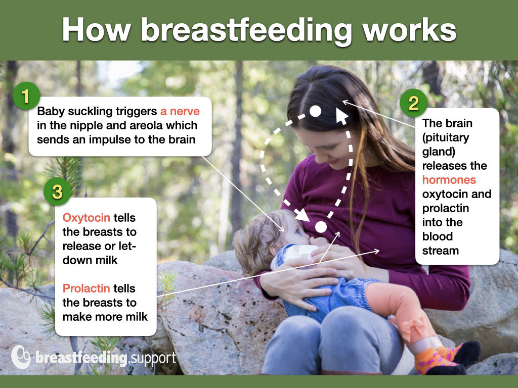 Does Breast Size Matter?  La Leche League Canada - Breastfeeding Support  and Information