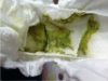 green poo of a breastfed baby
