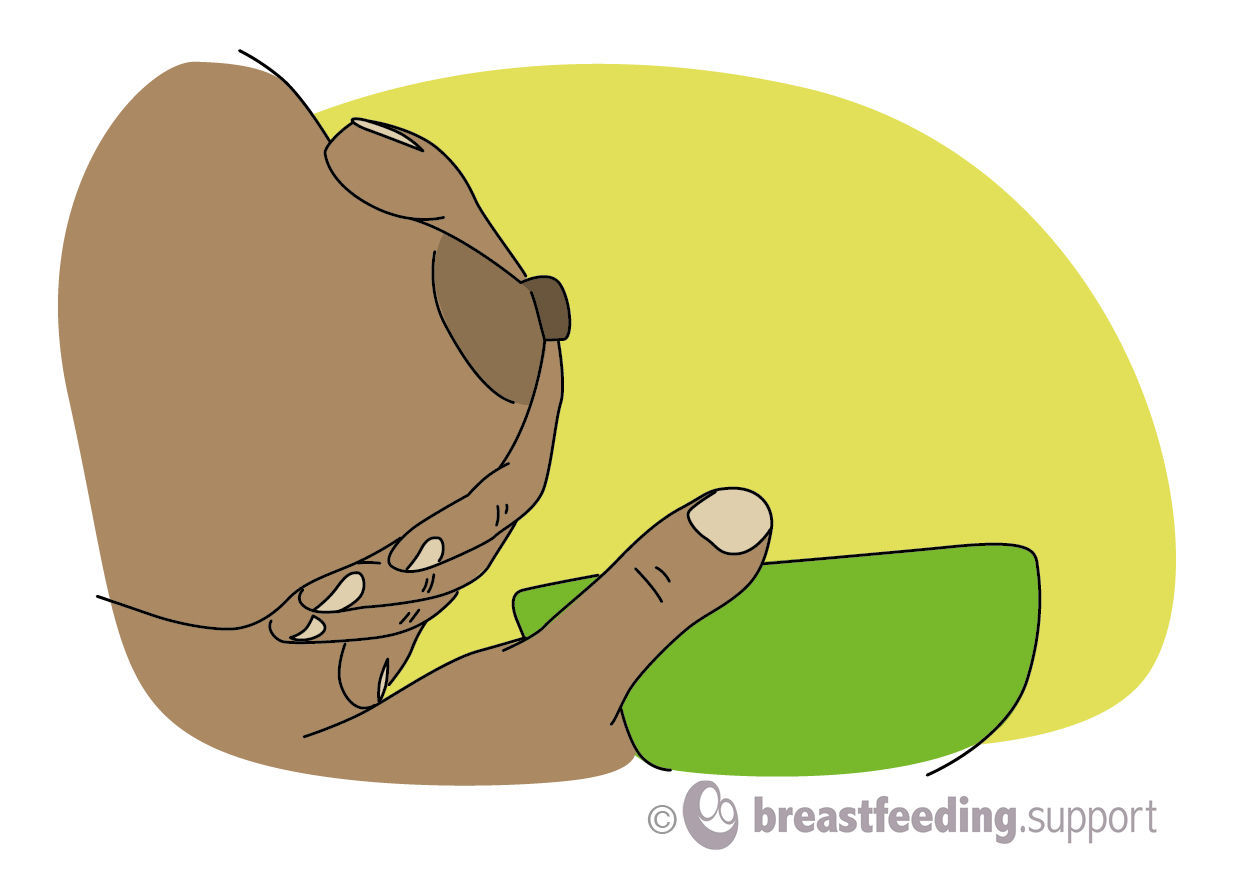 step 1: a drawing of the position of the hands during hand expressing