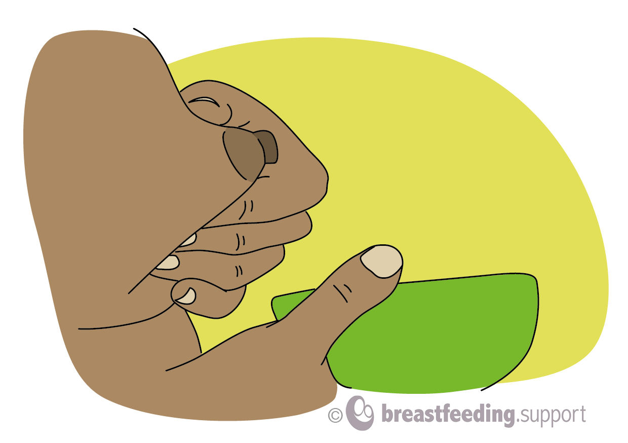 step 2: a drawing of the position of the hands during hand expressing