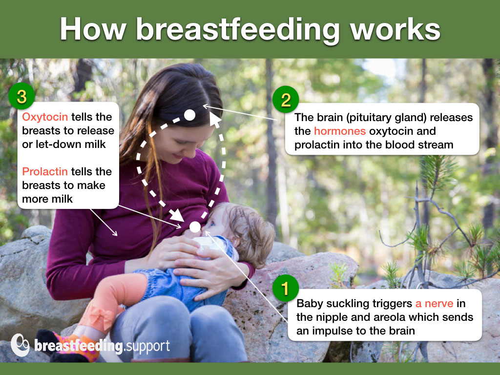 Hand Expressing Breast Milk - Breastfeeding Support