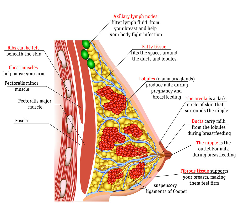 How to Perk Your Breasts After Pregnancy - Pugash MD